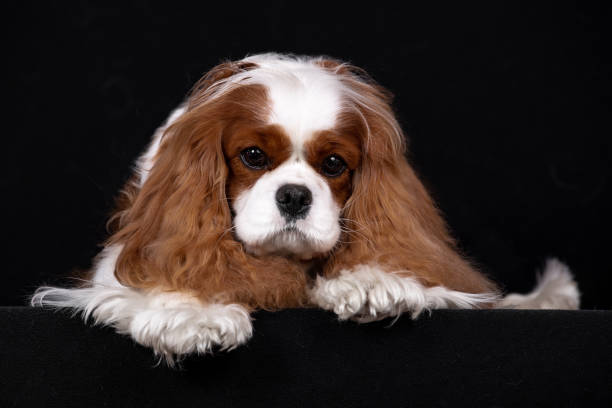 istock Portrait of a red-colored cavalier Spaniel dog. 1250916814