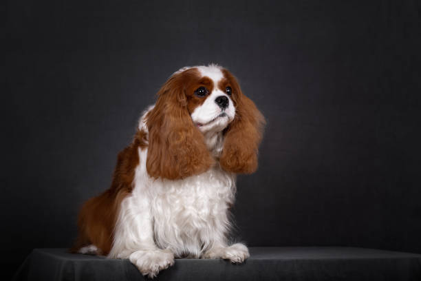 istock Portrait of a red-colored cavalier Spaniel dog. 1250916815