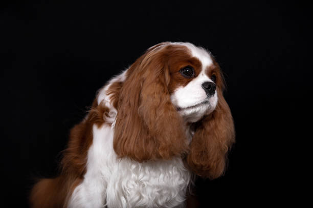 istock Portrait of a red-colored cavalier Spaniel dog. 1250916816