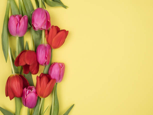 istock Pink and red tulips on a yellow background. 1250916820