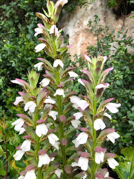 istock Acanthus Mollis Flowers 1250916826