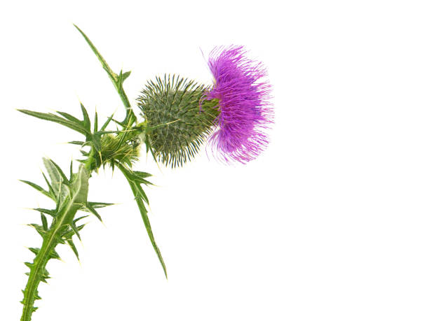 istock Purple flower head of Spear thistle  isolated on white 1250917537