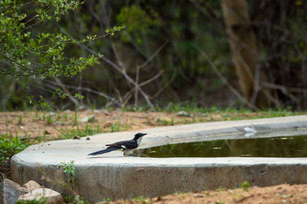 jacobin cuckoo ou pied cuckoo ou o pied crested cuckoo ou clamator jacobinus em um dos poços na reserva florestal jhalana jaipur rajasthan índia - harbinger - fotografias e filmes do acervo