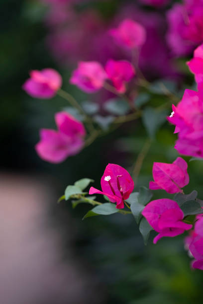 istock Beautiful bougainvillea flowers 1250917942