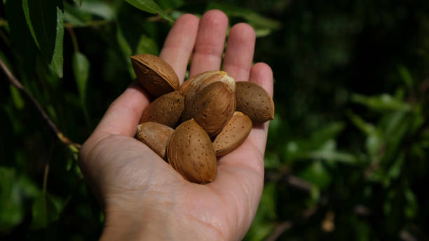 istock Woman holding almond nuts in hand 1250918028