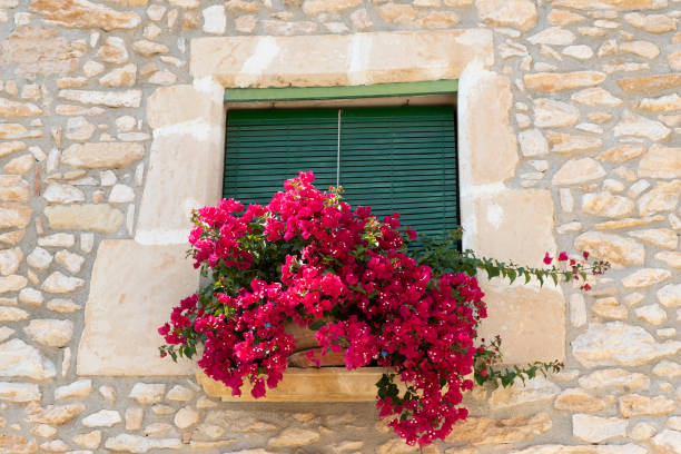 istock Beautiful bougainvillea flowers 1250918620