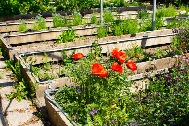 istock Flower bed in a old damaged abandoned greenhouse 1250918765