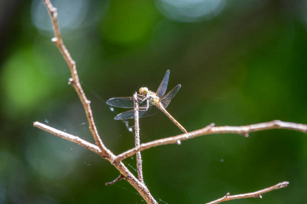 istock A large dragonfly sits on a branch on a blurry green background. 1250918894