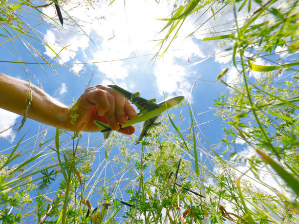 istock Blooming Meadow with Airplane model in Summer 1250919605