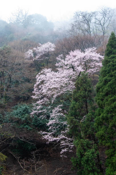 istock Morning mist and cherry blossoms in the mountains 1250919738