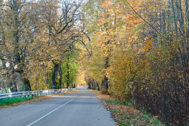 istock trees with yellowed leaves on the roadside, beech grove in autumn 1250919875