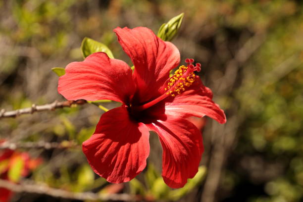 istock Red flower in the park 1250919947
