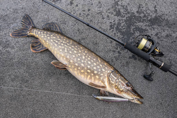 istock Pike fish on boat with fishing tackle 1250920166