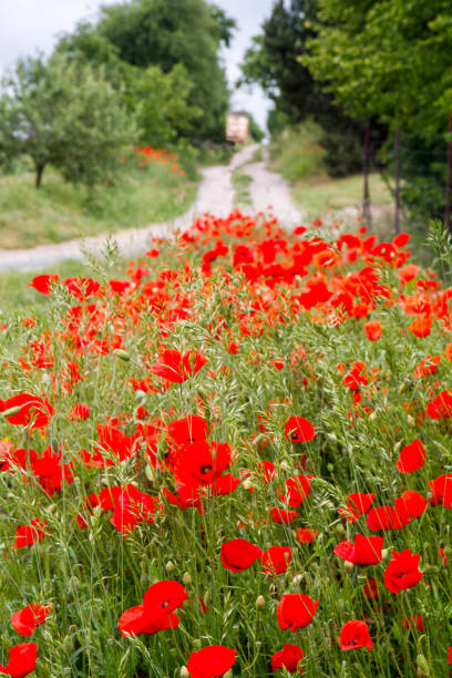 istock Field of poppy 1250920818