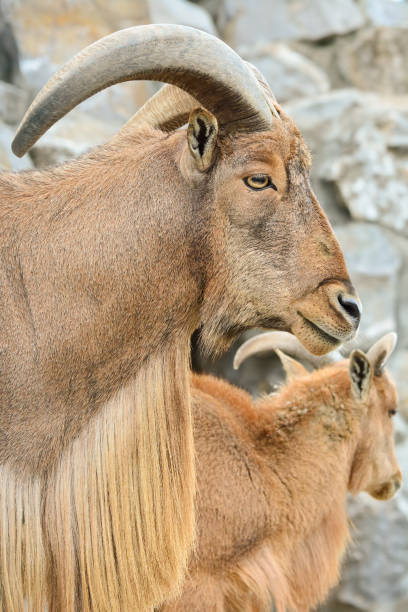 istock Barbary sheep portrait close up 1250922985