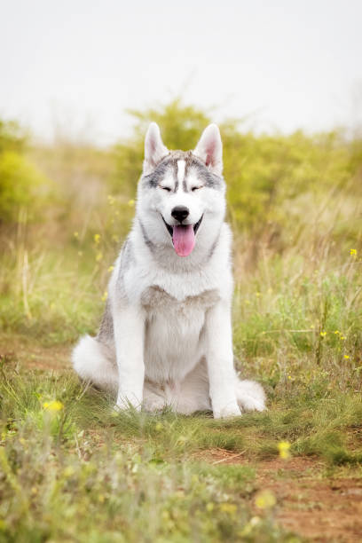 istock A young Siberian Husky is sitting at a pasture. 1250923018