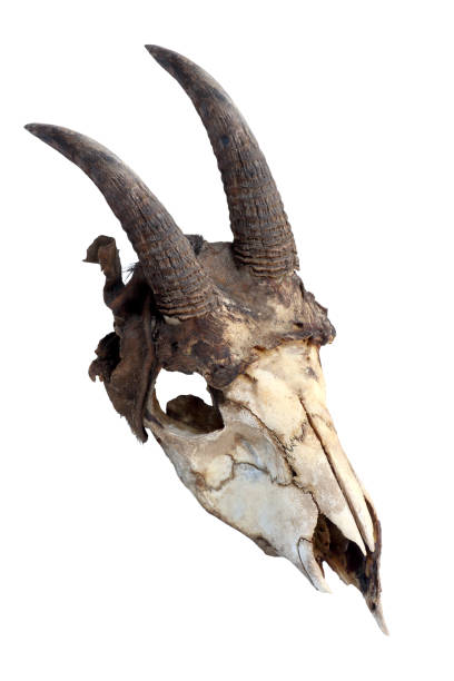 istock Mountain chamois horn isolated on white background 1250923155