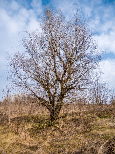 istock Wavy, winding tree with blue sky in the background. Single tree landscape. 1250924169