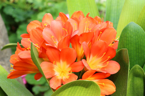 amas de fleurs oranges de clivia dans le jardin - kaffir lily photos et images de collection