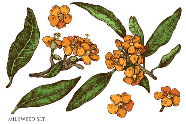 Vector set of hand drawn colored  milkweed Vector set of hand drawn colored  milkweed stock illustration milkweed stock illustrations