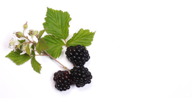 istock Fresh Blackberry leaf with fresh harvest blackberries at white background. 1250927669