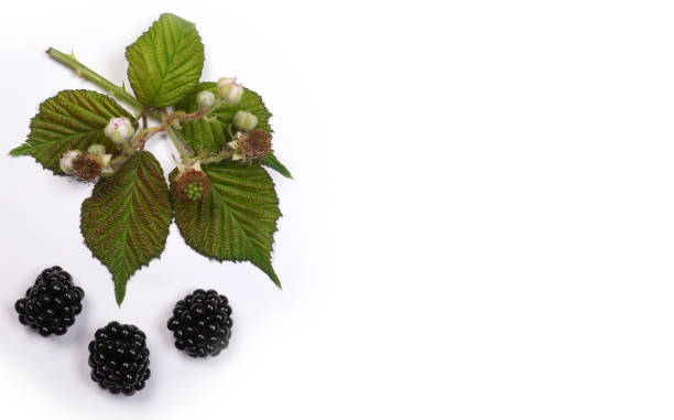 istock Fresh ripe just harvest blackberries at white background. 1250928663