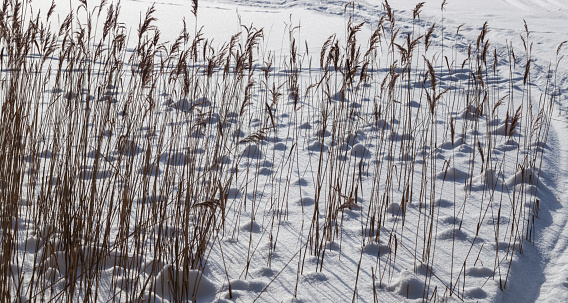 Reeds on a frozen lake. Natural background.