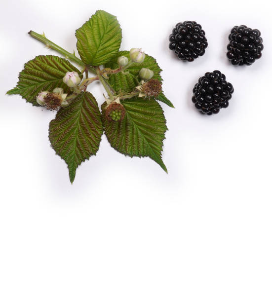 istock Fresh ripe just harvest blackberries at white background. 1250928902