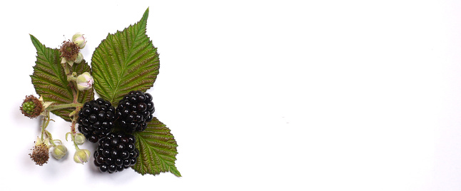 Juicy blackberries with leaves and berrie flower isolated at white backgrounds.