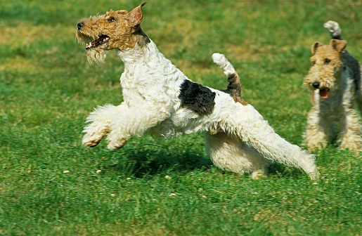 Wire-Haired Fox Terrier, Male Leaping
