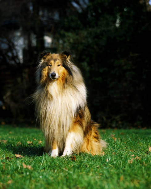 istock Collie Dog, Adult sitting on Grass 1250929227