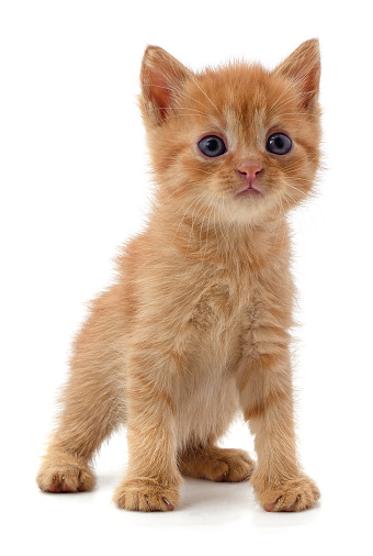 Beautiful red kitten isolated on a white background.