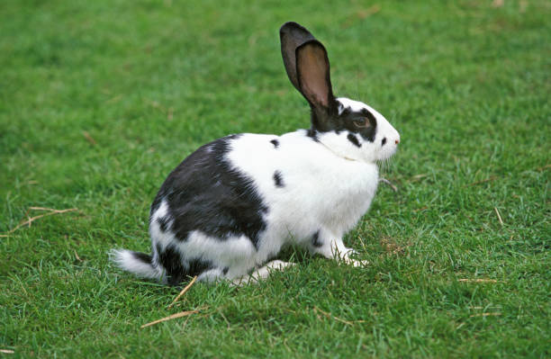 istock French Rabbit Called Geant Papillon Francais, Adult standing on Grass 1250929262