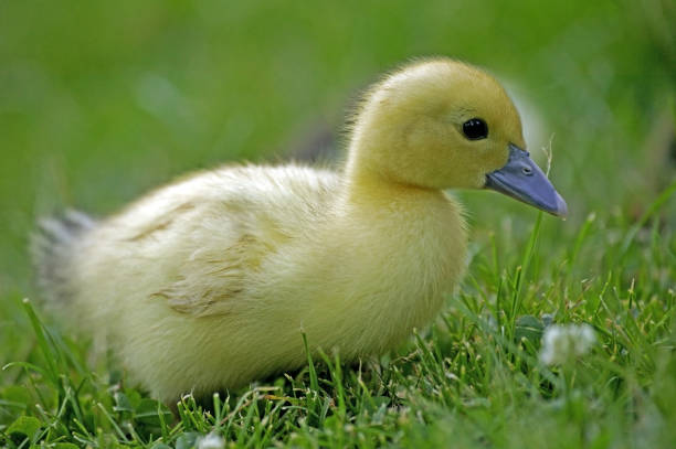 istock Muskovy Duck, cairina moschata, Duckling, Normandy 1250929798