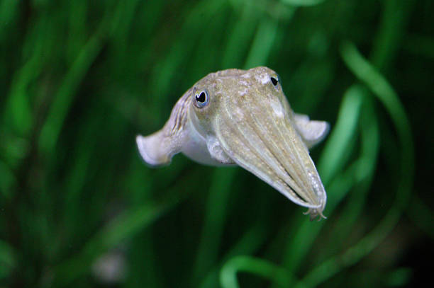 istock Cuttlefish, sepia sp., Adult 1250929825