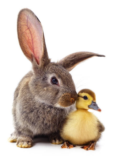 rabbit and duckling. - poultry animal curiosity chicken imagens e fotografias de stock