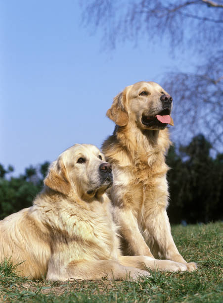 istock Golden Retriever Dog, Adults standing on Grass 1250929843
