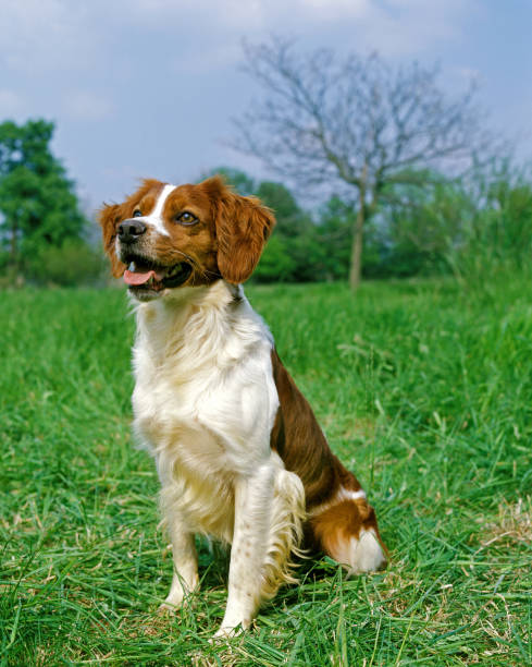 istock Brittany Spaniel, Adult sitting on Grass 1250929921