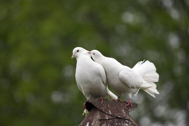 istock White Fantail Pigeon, Adults, Normandy 1250930120