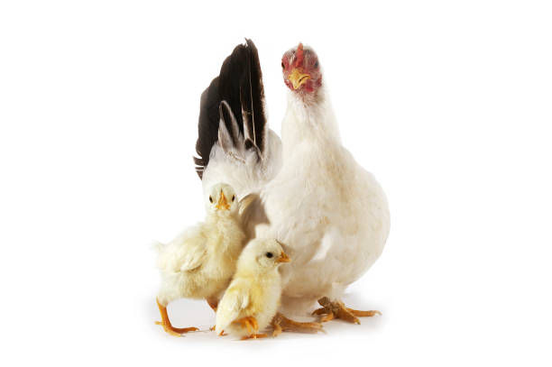 istock Nagasaki Domestic Chicken, Hen with Chicks against White Background 1250930126