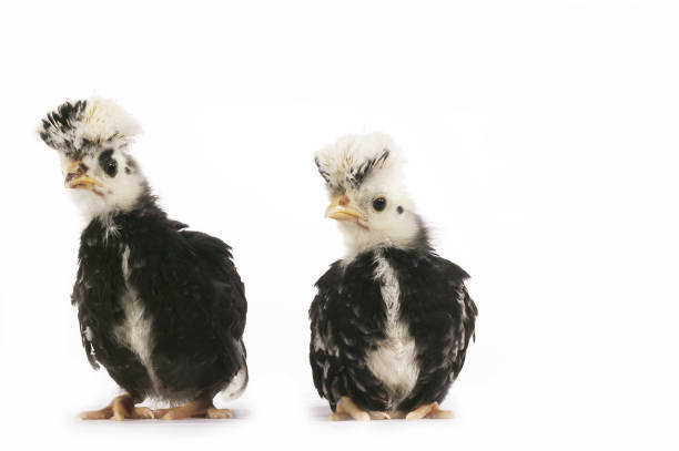 istock French Chicken called Faverolle, Chicks against White Background 1250930128