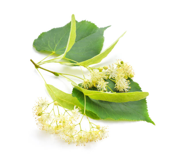 istock Branch with linden blossom. 1250930142
