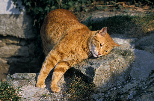 Red Tabby Domestic Cat, Adult rubbing Head on Rock