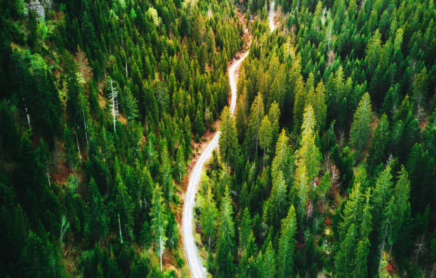 summer forest aerial view in switzerland