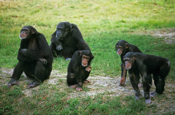 schimpanse, pantroglodyten, gruppe von erwachsenen - schimpansen gattung stock-fotos und bilder