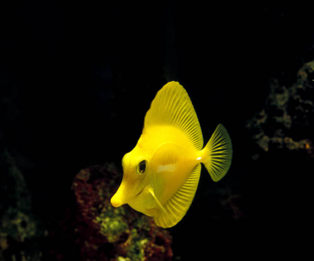 istock Yellow Tang Fish, zebrasoma flavescens 1250930421