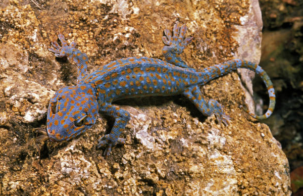 Tokay Gecko, gekko gecko, Adult standing on Rock, Eating Insect Tokay Gecko, gekko gecko, Adult standing on Rock, Eating Insect tokay gecko stock pictures, royalty-free photos & images