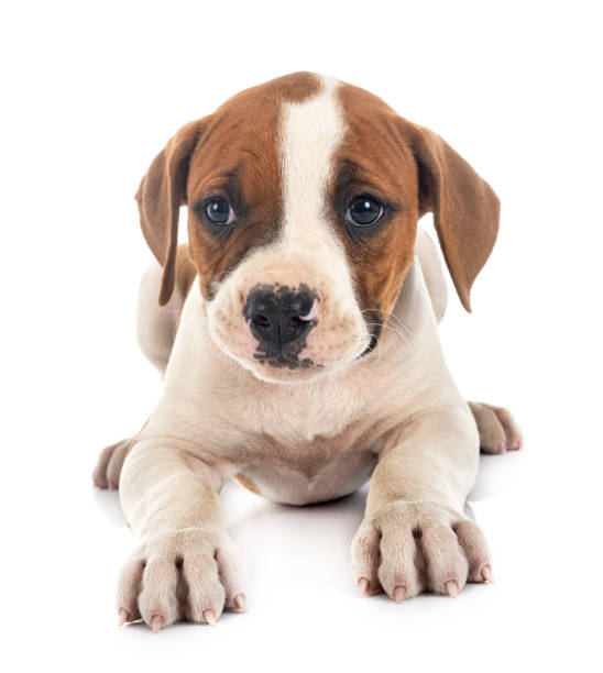 istock puppy american bulldog 1250931012