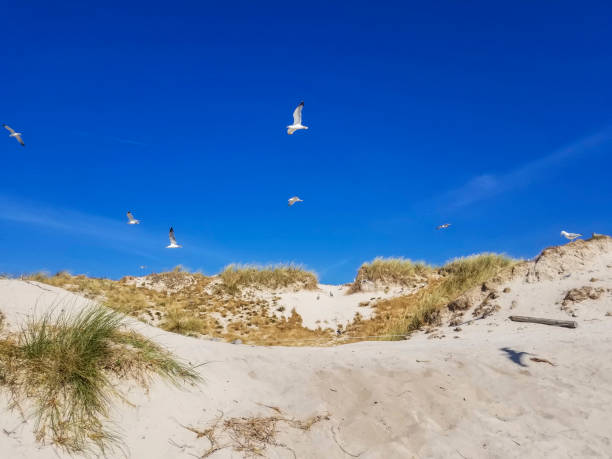istock Seagulls flying over the coastal dune 1250931847