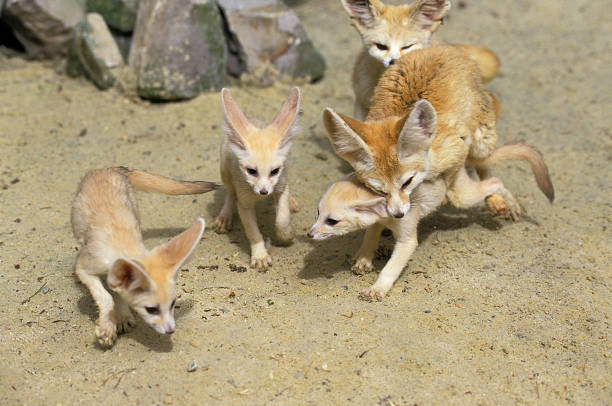 istock Fennec or Desert Fox, fennecus zerda, Mother with Cub 1250932570